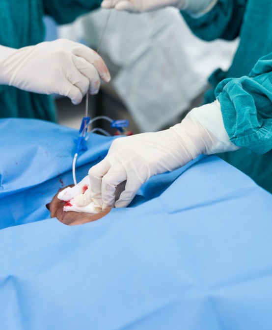 Máster en Intervencionismo Endovascular Estructural 2025-2027